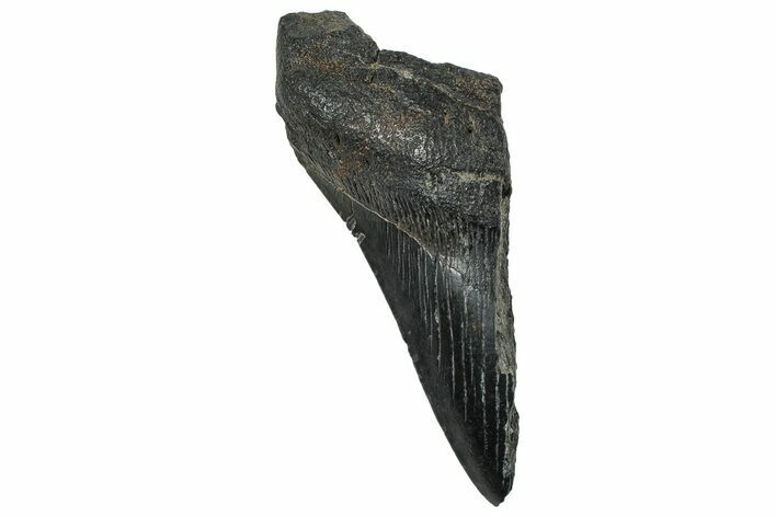Partial, Fossil Megalodon Tooth - South Carolina #327724